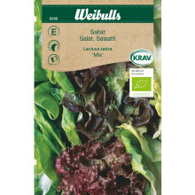 Salat mix økologisk